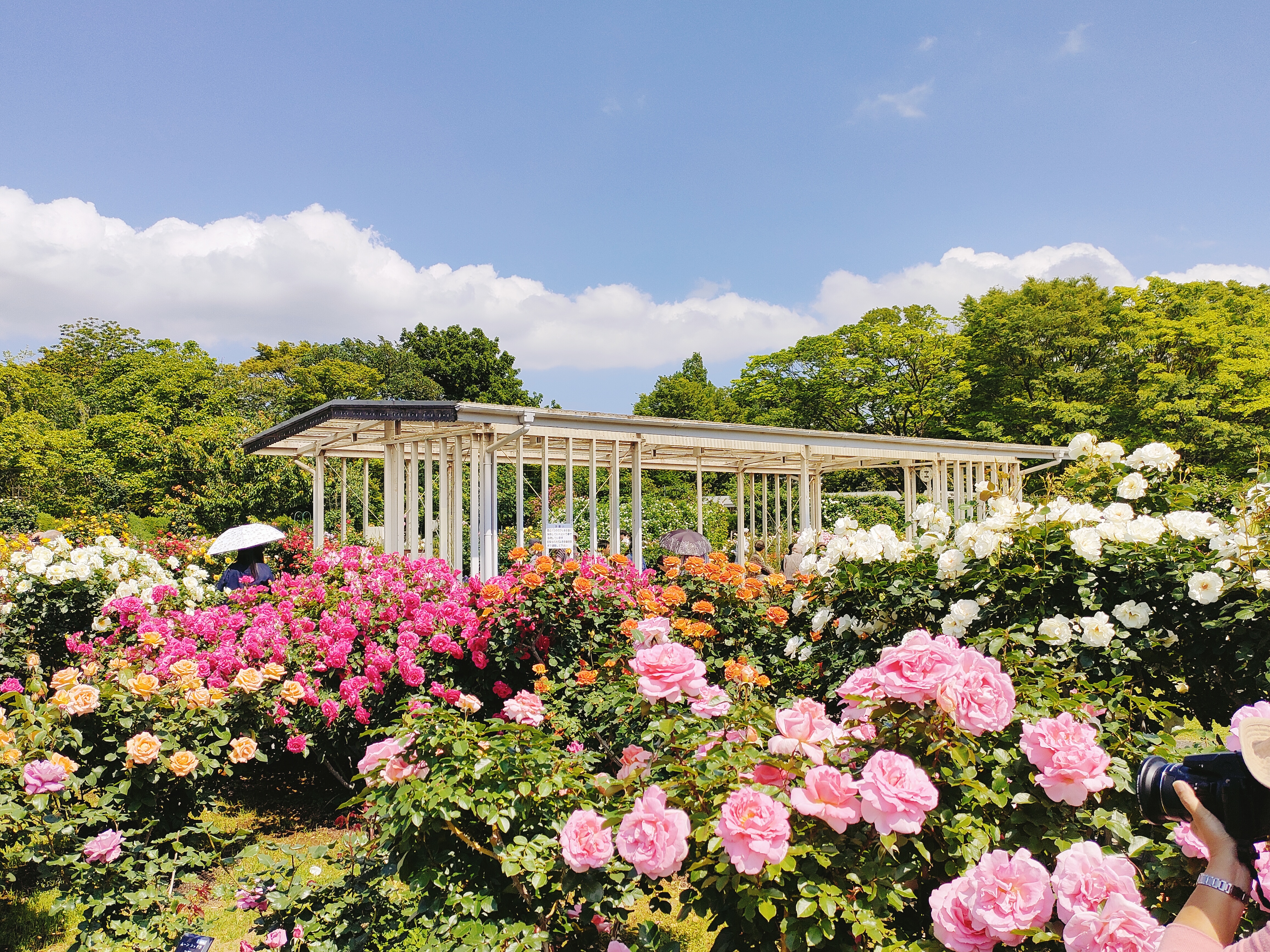 日比谷花壇大船フラワーセンター「ROSE FESTA2026～バラの夜間開園